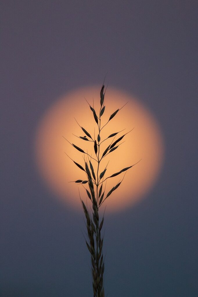 grain silhouette grain, moon, silhouette, dusk, grain straw, nature, oats
