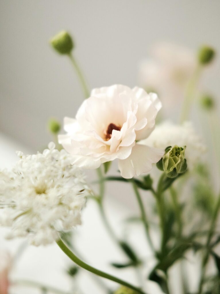 White flowers Close-up of white flowers with a soft focus, capturing their delicate beauty in natural light.